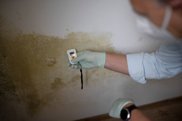 Best Post-Flood Mold Remediation in Holly Springs, MS